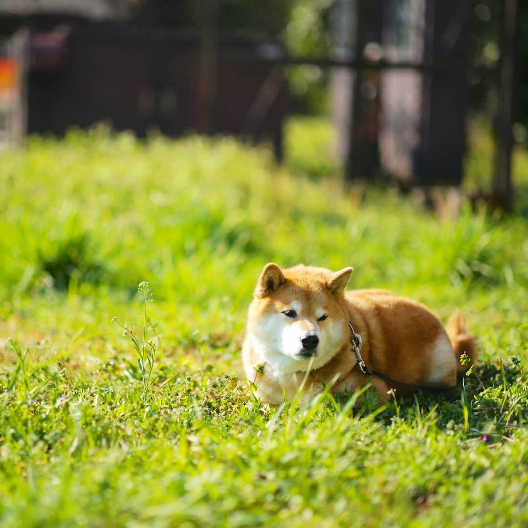 まる（まるたろう）さんのインスタグラム写真 - (まる（まるたろう）Instagram)「Good morning!!✨🐶✨草の上でぼーっとしてる時間が心地よい季節だね〜 #スズメさんのさえずりも心地よし #草木の香りが気持ち良ひ  #最高かな #雲の形がお肉に見えてきたよ #お腹すいてきたな🙄」3月15日 9時11分 - marutaro