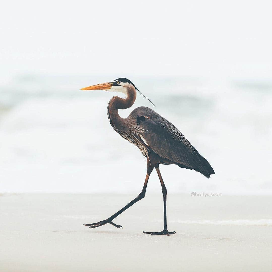 のインスタグラム：「Arrived in Pensacola and found this Great Blue Heron on the beach! Hope to capture more wildlife tomorrow! @visitpensacola || #experiencepcola #PcolaPressTrip ~ Canon 1D X MkII + 70–200 f2.8L IS MkII @  f2.8 200mm (See my bio for full camera equipment information plus info on how I process my images. 😊) ~」
