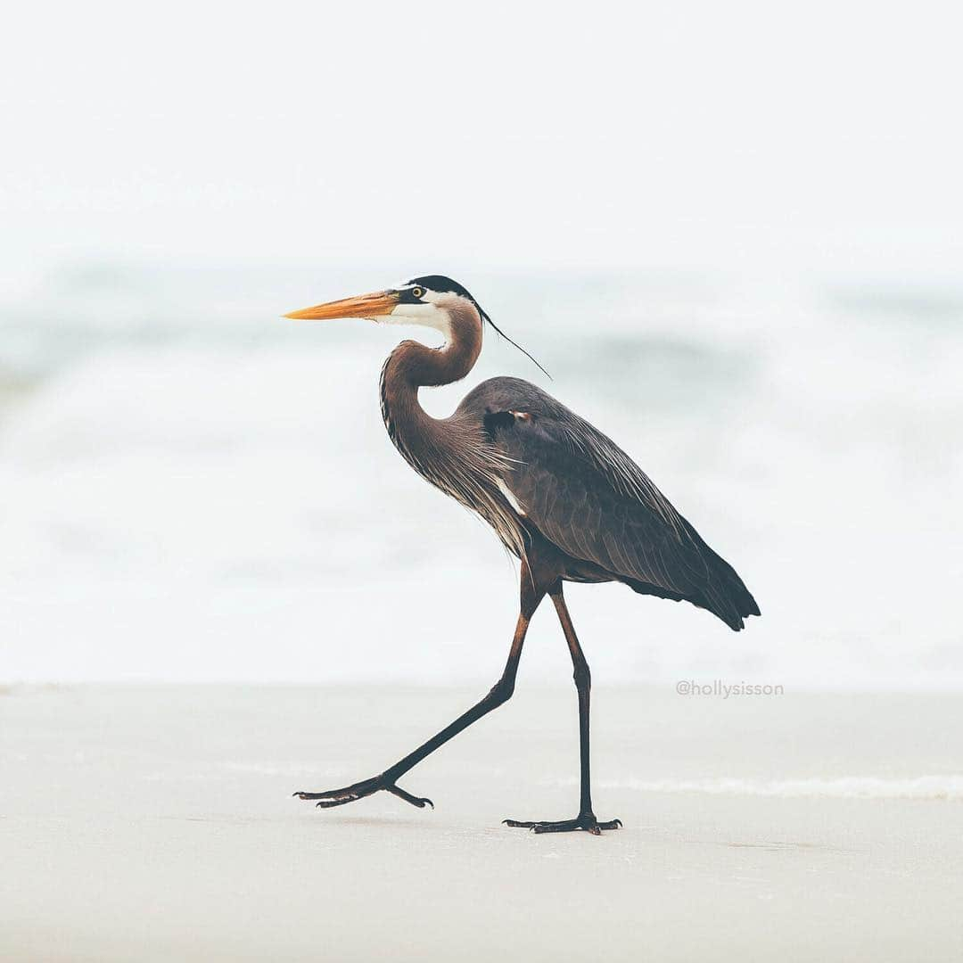 Holly Sissonさんのインスタグラム写真 - (Holly SissonInstagram)「Arrived in Pensacola and found this Great Blue Heron on the beach! Hope to capture more wildlife tomorrow! @visitpensacola || #experiencepcola #PcolaPressTrip ~ Canon 1D X MkII + 70–200 f2.8L IS MkII @  f2.8 200mm (See my bio for full camera equipment information plus info on how I process my images. 😊) ~」3月15日 9時26分 - hollysisson