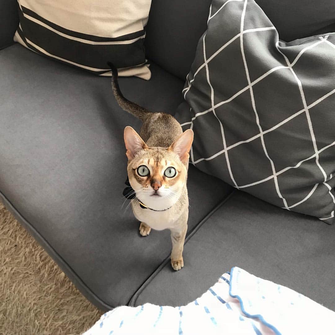 モルト♡Malt(Singapuracat)のインスタグラム：「おはよー😺🕊☀️ *」