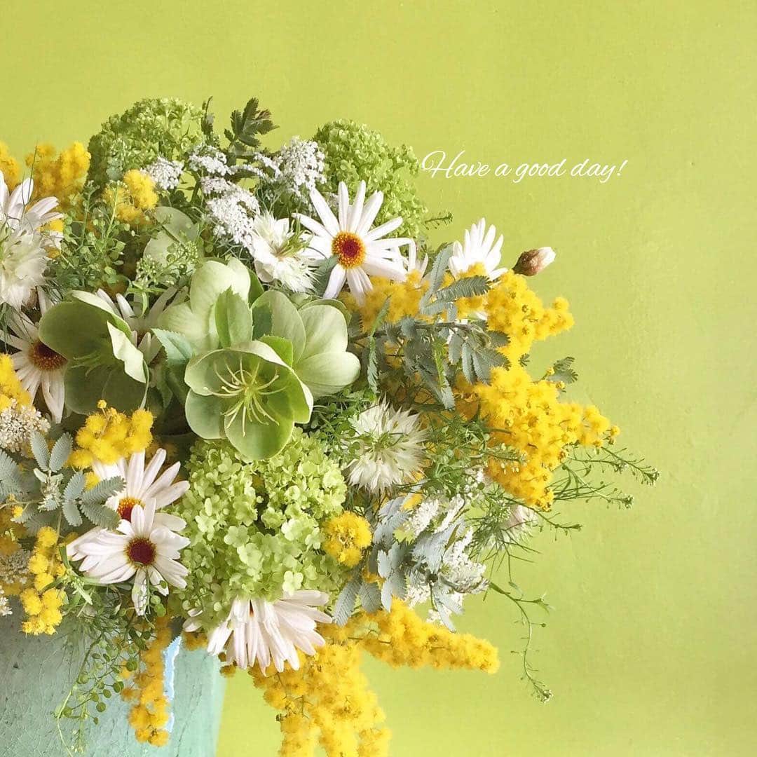 雑誌『花時間』さんのインスタグラム写真 - (雑誌『花時間』Instagram)「おはようございます。あちこちのお庭で「ヘレボルス」の花が見られるようになりましたね。このpicにも入れている緑の花がそれ。なーんだクリスマスローズじゃない…って思うかもしれませんが、正しいお名前は「ヘレボルス」なんです。クリスマスローズは12月に咲く、白いヘレボルス・ニゲルだけの呼び名。ロマンティックな呼称だからか、日本では、いつの間にか、ヘレボルスの仲間全体をクリスマスローズと呼ぶようになったそうです。でも、考えてみると…庭の花として、アレンジの花として、ここまで定着したのは、その勝手な？ネーミングのおかげかもしれませんねー。合わせた花はマーガレットとニゲラ、ミモザです。あっ、ミモザもホントはアカシア。トラップに引っかかるところでした😅（笑）  では、本日も元気smile😊😊😊で頑張りましょう！  by ピーターパン  花 @flower_atelier_loto  #hana #flower #flowers #flowerslovers #flowerstagram #花時間 #花時間2019  #花好き #花藝 #花好きな人と繋がりたい #花が好きな人と繋がりたい #花のある生活 #花のある暮らし #ヘレボルス #クリスマスローズ #ミモザ #銀葉アカシア #マーガレット #春だね #春が来た #botanicallife #花屋んへ行こう」3月15日 9時46分 - hanajikan_magazine