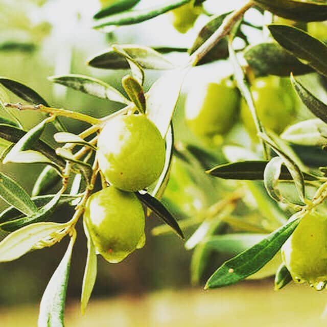Nablus Japanのインスタグラム：「#オリーブオイル には、ランクが決められています。 オリーブオイルの種類は、大きく分けると3つに分類できます。 . . ⚫︎バージンオリーブオイル ⚫︎精製オリーブオイル ⚫︎オリーブオイル . . 選別の基準は、酸度。酸度とは、オリーブの成分の1つである遊離オレイン酸の割合のことで、割合が少ないものほど酸化しにくく、上質なオリーブオイルになります。 . . #ナーブルスソープ は、バージンオリーブオイルの中でも最も上質な #エキストラバージンオリーブオイル がベースになっています。 . . 普通のオリーブオイル石鹸と違うのは、オリーブオイルの質と400年以上維持されてきた独特の製法によるものです。 . . #nablussoap  #オーガニック」