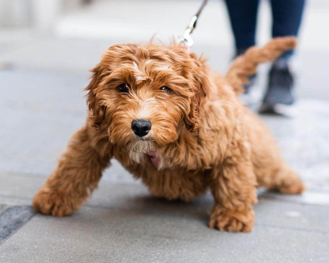 The Dogistさんのインスタグラム写真 - (The DogistInstagram)「Emma, Miniature Goldendoodle (3 m/o), Bleecker & Macdougal St., New York, NY • “She’s a non social media dog.”」3月15日 10時09分 - thedogist