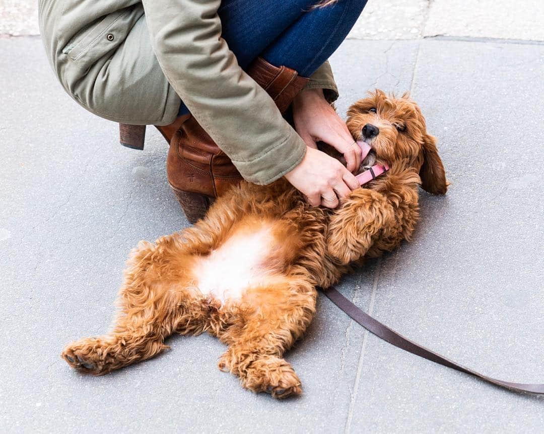 The Dogistさんのインスタグラム写真 - (The DogistInstagram)「Emma, Miniature Goldendoodle (3 m/o), Bleecker & Macdougal St., New York, NY • “She’s a non social media dog.”」3月15日 10時09分 - thedogist