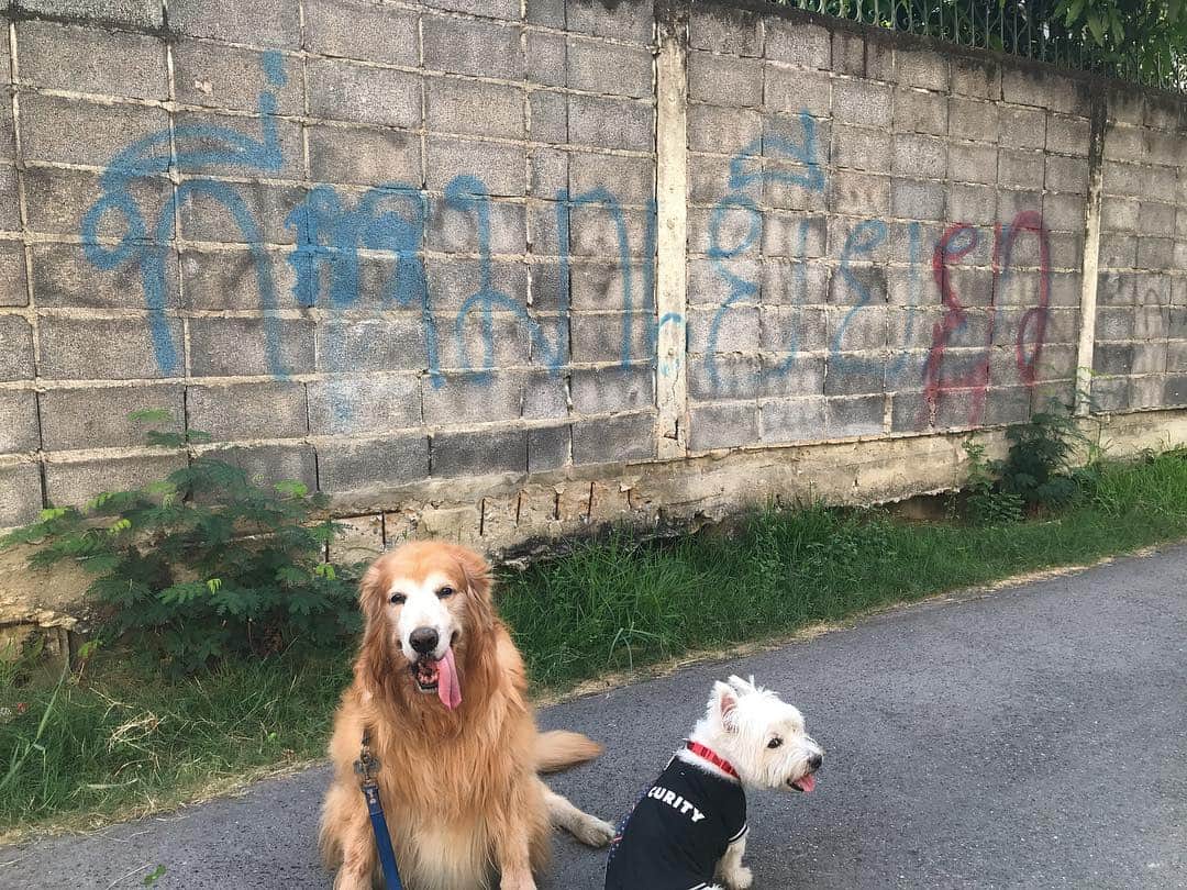 Hoykong&Plamuekのインスタグラム：「This is where we pee 😅 #ที่หมาเยี่ยว #hkpm  สุขสันต์วันศุกร์นะฮ๊าฟ」