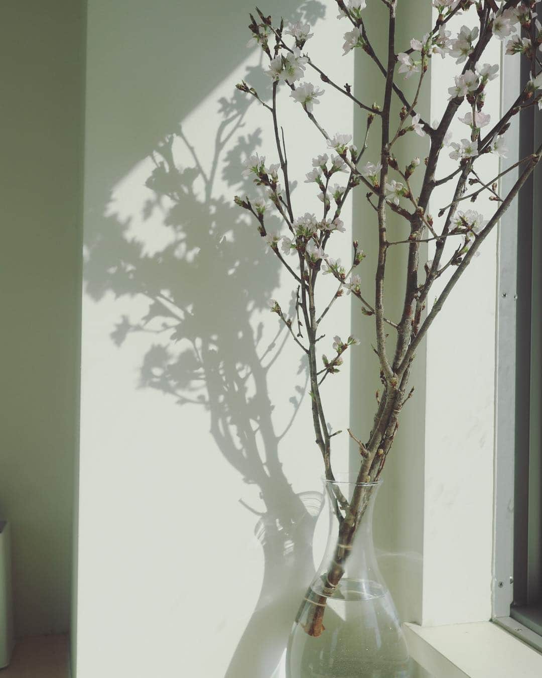 長屋なぎささんのインスタグラム写真 - (長屋なぎさInstagram)「桜。 心遣いで季節を楽しめるようにと頂いた桜と朝の光と影が綺麗だった今朝。 春はもうすぐ...♡♡♡」3月15日 10時15分 - nagisanagaya