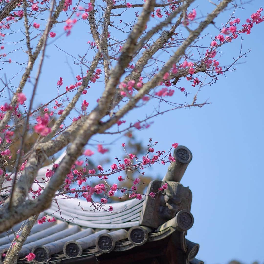 奈良 長谷寺 / nara hasederaさんのインスタグラム写真 - (奈良 長谷寺 / nara hasederaInstagram)「#ひとはいさ 心もしらず ふるさとは 花ぞ昔の 香に匂ひける #紀貫之 の#ふるさとの梅 今年もその香をたたえながら紅く咲きました  An old Japanese poet “Kino-Thurayuki” wrote a poem with the scent of this #redplum  #長谷寺 #奈良長谷寺 #総本山長谷寺 #花の御寺 #奈良 #hasedera #hasederatemple #temple #japan #japanesetraditional #pilgrimage #nara #tourism #sightseeing #japanesetemple #西国 #西国三十三所 #霊場 #巡礼 #四寺巡礼 #やまとびとツアーズ #長谷寺が好き」3月15日 10時36分 - hase_dera