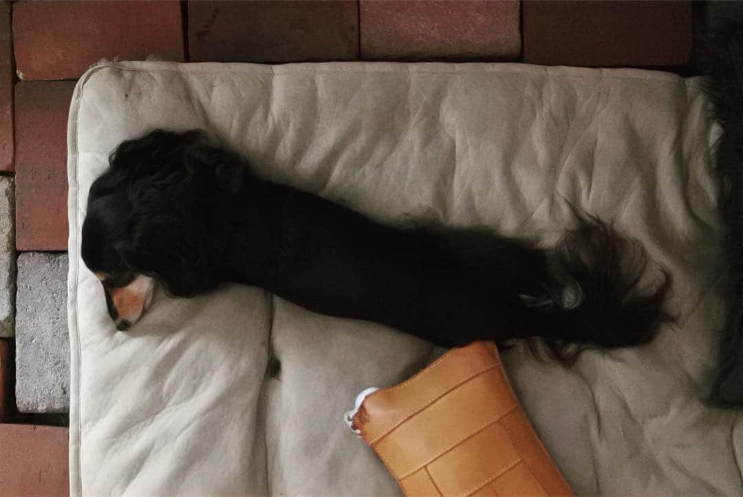 ともさんのインスタグラム写真 - (ともInstagram)「長いの可愛い〜❤️ * #ダックスの醍醐味 #ダックス #くーちん11歳 #dachshund  #ブラタンダックス」3月15日 10時43分 - tomowithdog