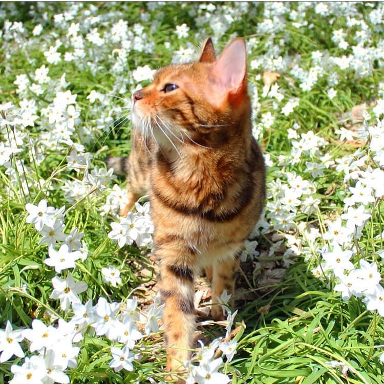 のインスタグラム：「なつこさんすんすん😽🌸 春の香りがするかい😊？ ・ #なつこ #なっちゃん #なつこさん  #ペコねこ部 #みんねこ #picneko #nekoclub #instacat #catstagram #catlover #ilovecat #catsofinstagram #ねこ部 #ふわもこ部 #ねこら部 #にゃんだふるらいふ #にゃんすたぐらむ #ねこすたぐらむ #hikingcat #AdventureCats #adventurecat #猫散歩 #散歩猫 #花畑 #花ニラ #🌼」
