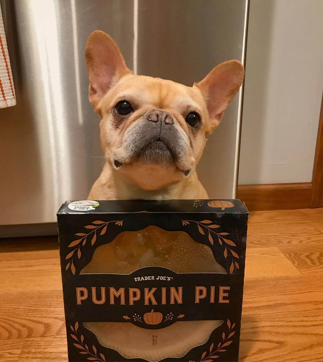 のインスタグラム：「3.1415926535897932384626...Happy Pi(e) Day! Where mathematics, the amount of hours it takes for the earth to rotate one time, and food come together. Thanks for the free pie, @traderjoes! .......... #3.141592 #piday2019」