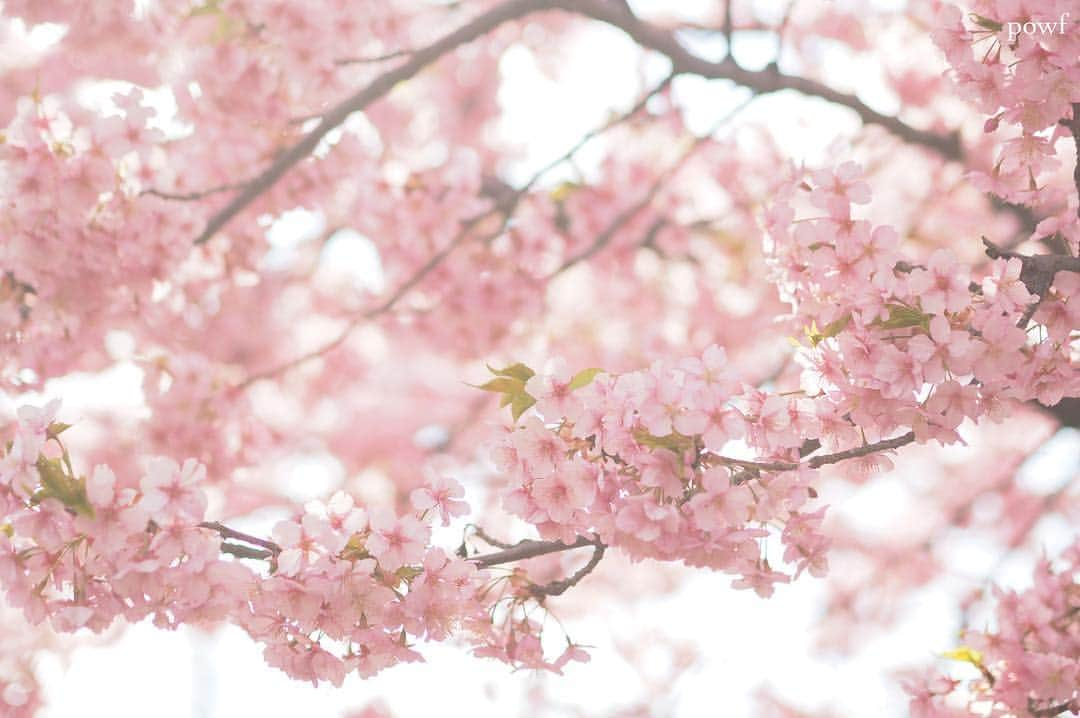 anemone_69さんのインスタグラム写真 - (anemone_69Instagram)「. #河津桜 満開❀ . . #カワヅザクラ #kawazuzakura #sakura #サクラ #桜 . .」3月15日 11時27分 - powf