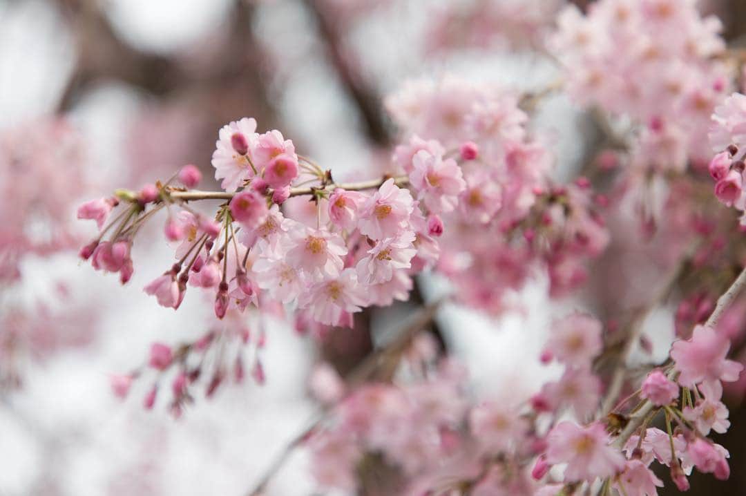 ザ・プリンス パークタワー東京さんのインスタグラム写真 - (ザ・プリンス パークタワー東京Instagram)「Sakura－a symbol of Japanese spring surrounds us! ⠀⠀⠀⠀⠀⠀⠀ ⠀⠀⠀⠀⠀⠀⠀ 優しいピンク色の花が、私たちに春の訪れを教えてくれます。 ⠀⠀⠀⠀⠀⠀⠀ Share your own images with us by tagging @princeparktowertokyo ————————————————————— #TokyoTower #princeparktower #princehotels #tokyo #japan #beautifulhotels #tokyohotel #shibakoen #akabanebashi #azabujuban #tokyoview」3月15日 21時22分 - princeparktowertokyo