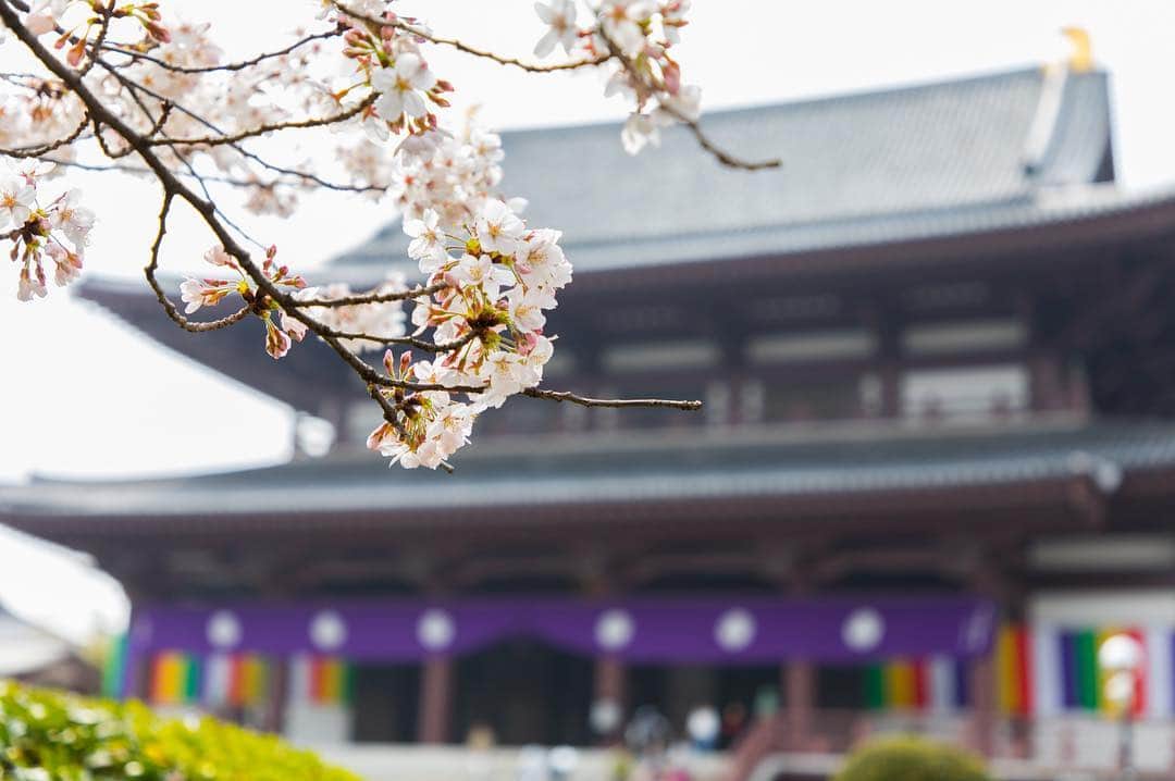 東京プリンスホテルさんのインスタグラム写真 - (東京プリンスホテルInstagram)「春を探しにホテルの周りをお散歩。 ⠀⠀⠀⠀⠀⠀⠀ Exploring our neighbor Zojoji where sakura remind us of times past and present. ⠀⠀⠀⠀⠀⠀⠀ Share your own images with us by tagging @tokyoprincehotel ————————————————————— #tokyotower #tokyoprincehotel #princehotels #tokyo #japan #beautifulhotels #tokyohotel #東京 #东京 #도쿄 #tokio #tokyoprince #tokyoview」3月15日 21時16分 - tokyoprincehotel