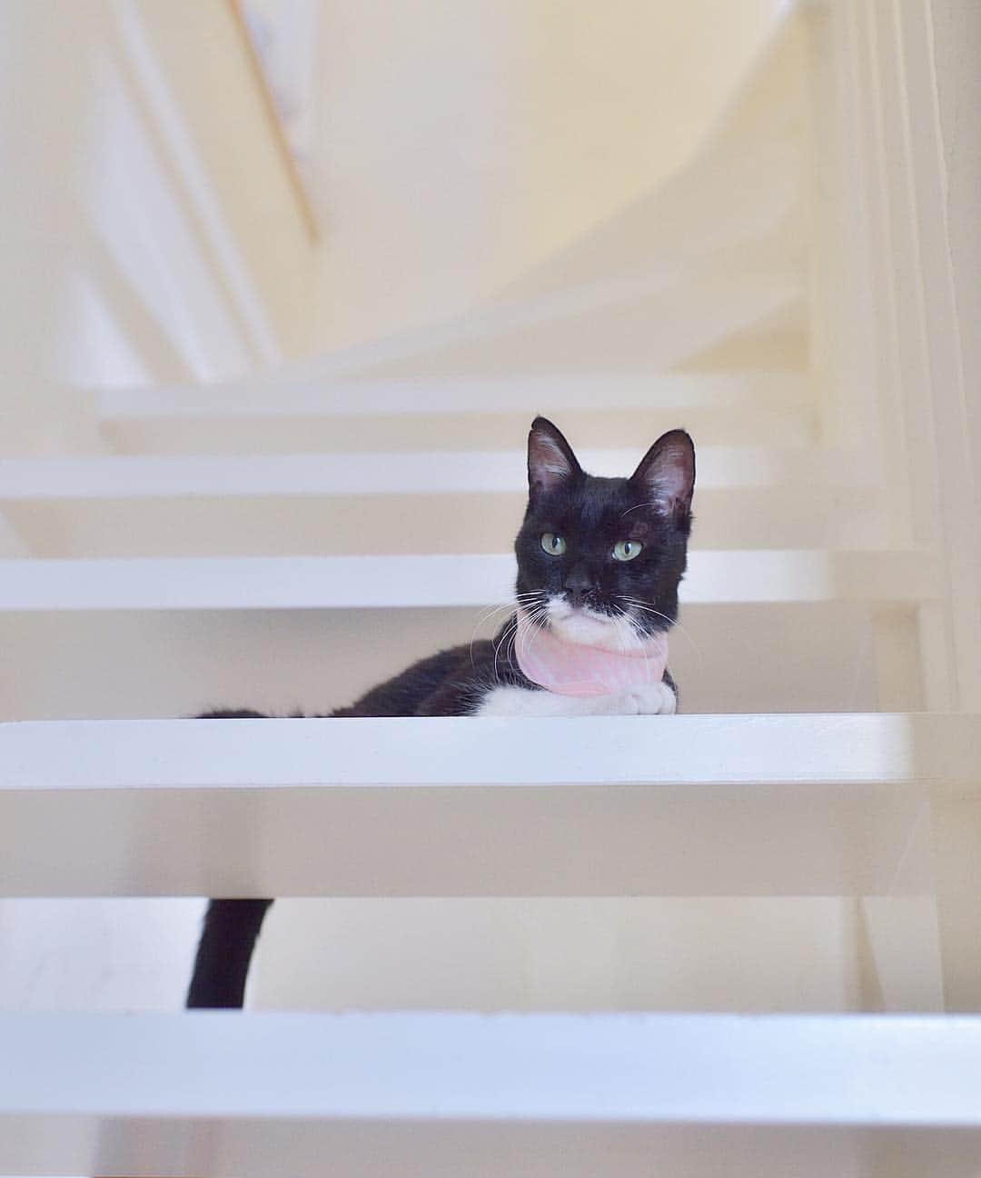 ❤?❤❤❤ Sayo ??❤?❤️❤️❤️のインスタグラム：「★ Happy Friday 😸👍🏻💖★. . My mom is working as a moderator of @petoftoday. Every day  mom selects the best photo  out of a lot of pet photos, but she is too busy selecting the photos to post her own photos only once a week💦 Mom loves this job and  wants everyone to know how amazing  @petoftoday is! So let me announce this fact to you all😸💖 If you like, check out @petoftoday !😽👍🏻❤️ . Follow @petoftoday . tag #petoftoday for a chance to be featured!. Dogs, cats, rabbits, reptiles, birds ,,,. Any pet photos are ok!. We look forward to posting your lovely photos😸✨✨ . By Nyaamie. . . ————————————————. 僕のママは自分の勉強になるからと  @petoftodayでモデレーター(審査員みたいなやつ)の仕事をしてるんだ😸. 毎日、ママは沢山のペット写真の中から一番素晴らしい写真を選んでるんだけど真剣に選びすぎてるせいか最近じゃ自分の写真は週に１度しかポストできてない有様なんだ💦. でもママはこの仕事が大好きで多くの人に@petoftodayの素晴らしさを知って貰いたいと思ってるんだ💖 だから親孝行な僕ちゃんから告知するね！😽👍🏻 . 良かったら@petoftodayをチェックしてみて.  @petoftodayをフォロー後.  #petoftoday  のタグをつけて投稿すればフィーチャーされるチャンスが有るよ！. 犬、猫、うさぎ、爬虫類、鳥、、、ペットの写真ならなんでもok! あなたの素敵な写真の投稿をお待ちしてるにゃ😸  ｂｙにゃあみぃ ________________________________________ ❤️ #pt_life_ #WeWantCats  #nyancontot  #picneko  #as_archive  #PETS_iLLife  #paw_smile_pictures  #bestcatsclub #balousfriends #catsofinstagram  #cats_of_world #catstocker  #excellent_cats #IGersJP #meowsandwoofs #meowfeature #nc_cuties  #light_nikon  #cat_features #pets_of_our_world  #pets_perfection  #raw_pets #weeklyfluff #東京カメラ部 #みんねこ #ふわもこ部 #NEKOくらぶ #ロシアンブルー #いぬすたねこすたグランプリ」