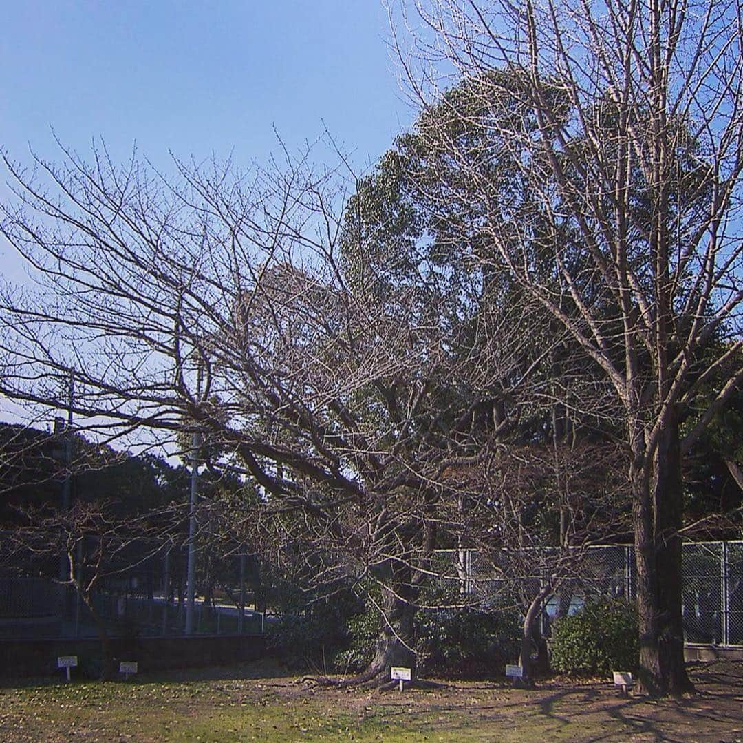 テレビ西日本「Cubetnc」さんのインスタグラム写真 - (テレビ西日本「Cubetnc」Instagram)「きょうは、遠賀町でひょうが降るなど 大気の状態が不安定な１日となりました。 急な雨でぬれてしまった、 という方も多かったのではないでしょうか。 あすのウェザーＣＵＢＥでは、 気になる週末のお天気のほか、 全国で一番乗りになるかもしれない 桜の開花予想についてもお伝えします！ 今週火曜日に撮影した時点ではまだつぼみだった桜、 あすはどうなっているでしょうか？ 放送は、あす午前10時25分からです。 ぜひ、ご覧ください！  #週末のお天気　#桜　#ウェザーCUBE #土曜NEWSファイルCUBE #土曜ニュースファイルCUBE #田久保尚英　#角田華子 #テレビ西日本　#TNC」3月15日 21時37分 - cubetnc
