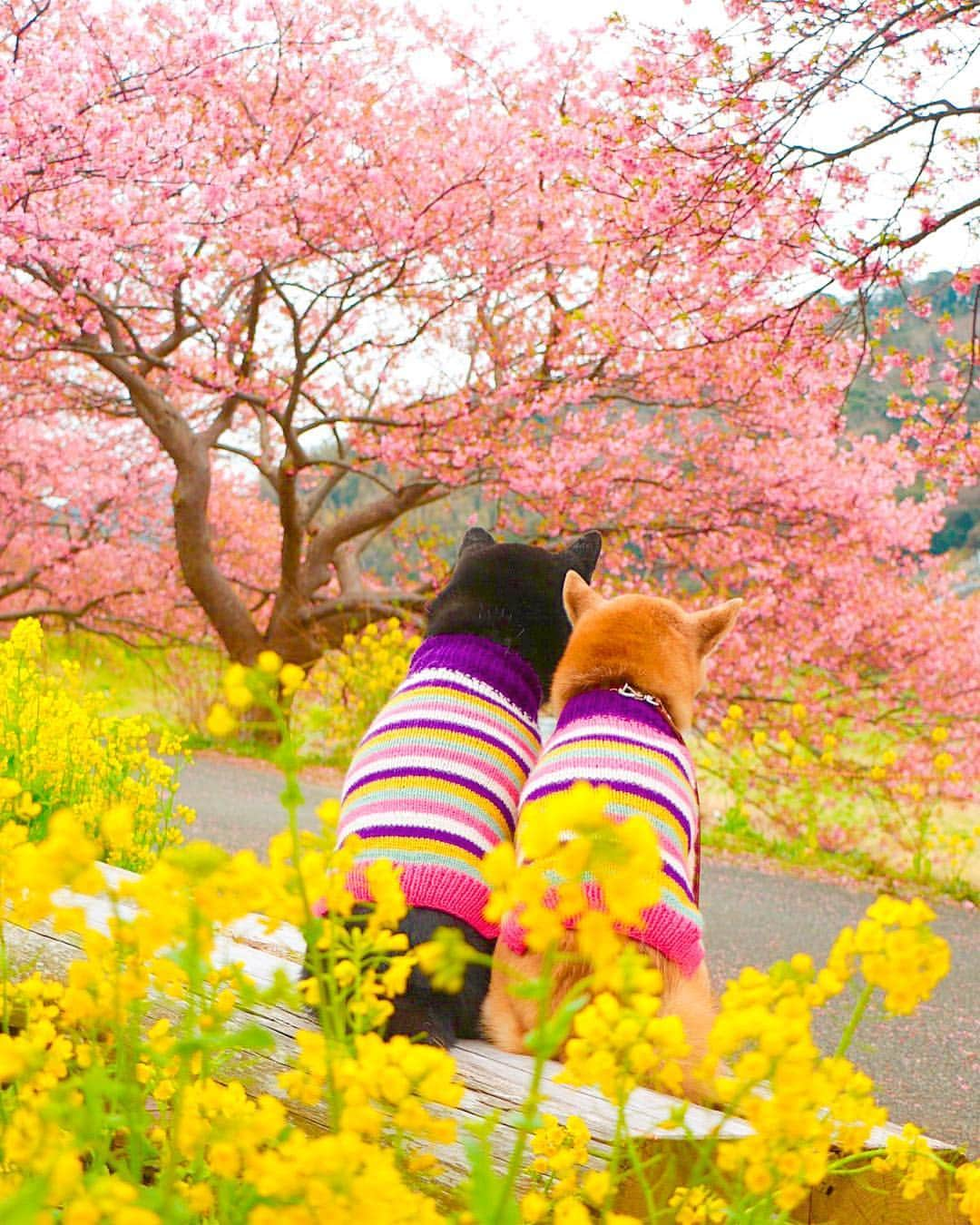 柴犬 けんしろう ゆりあさんのインスタグラム写真 - (柴犬 けんしろう ゆりあInstagram)「🐶🌸🐶 . そっと、スワイプしてみてください🙇‍♀️ . 今日は人生初ヘアドネーション✂︎✨ 約1年半ほど前、ヘアドネの活動をされた わんこ仲間のお友だちに感銘を受けて☺️💛 . 昆布ばっかり食べてきたからか(富山県民) 子どもの頃から真っ黒で剛毛な私の髪の毛.. 今なら白髪も混ざらずどなたかのお役に立てると思い じわじわと伸ばし続け35cm寄付できました。 . 今回、千葉でヘアドネーション協力店を探していたら、なんとかわいい看板犬さんがいて更にわんこ連れOKのステキなお店に出逢えました✨@nina.katagiri63 . かわいい看板犬ろくさんとけんゆりの美容室初体験の様子はストーリーみてね🐶✂︎🐶✂︎🐶」3月15日 21時41分 - nerishiro