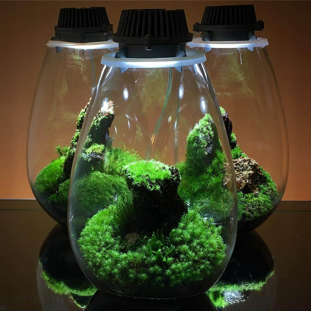 Mosslight-LEDさんのインスタグラム写真 - (Mosslight-LEDInstagram)「#mosslight#モスライト#苔#コケ#mossy#mossa#moss#terrarium #テラリウム#indoorgreen#plants#コケテラリウム#mossterrarium#mossarium#照明器具#lightingfixture#コケあかり#LED照明付テラリウム#パルダリウム#paludarium#インドアグリーン#照明デザイン」3月15日 21時43分 - mosslight1955