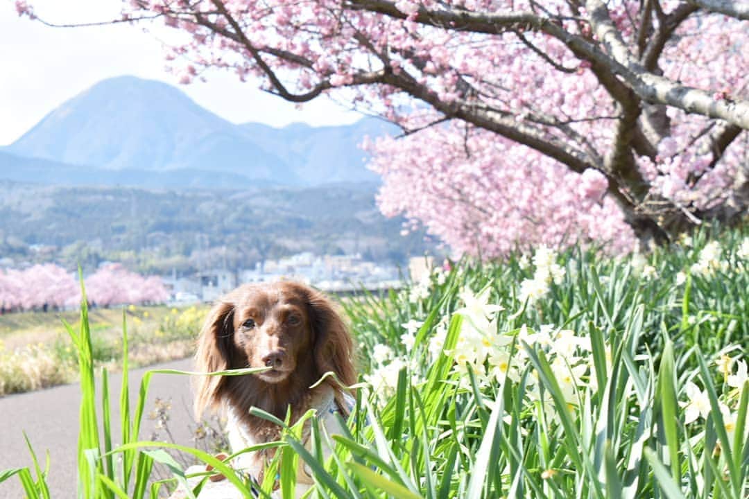etsukoさんのインスタグラム写真 - (etsukoInstagram)「* 2019.03.15 春めき桜🌸 * * * 🐶💬 『…あのー。あーちゃんのお顔に 葉っぱ🌿かぶってませんかねぇ…………(´∵｀)』 * * * 👧💬 『(￣∇￣*)ゞ』 * * * これは 火曜日のpic🌸 のーんびりと 土手を歩いて お写真歩🐾🐾 春めき桜🌸が満開で ほんとに綺麗でした。 実は 今日も こちら方面の違う場所に…。 今日は アロハさんと2人👧🐶でね。 ずーっと お会いしたかった  素敵なpicを切り取るお二人と 大好きなかわい子ちゃん達🐶🐶🐶🐶に ばったりんこ💓💓 * アロハが吠え散らかしてしまって すみません………(TT) お会いできて ほんとに嬉しかったです ❀.(*´▽`*)❀. * * * #アロハと花巡り2019 #早咲き桜 #春めき桜 #桜 #ミニチュアダックスフンド #ミニチュアダックス #ダックスフンド #ダックス #チョコソリッド #ワンコなしでは生きて行けません会 #犬のいる暮らし #miniaturedachshund #miniaturedachs #dachshund #dachs #dogoftheday #dogstagram #ig_flower #ig_dogphoto #instadachs #sausagedog #todayswanko #alohahappy🐶 * * *」3月15日 21時46分 - aloha_with_etsuko