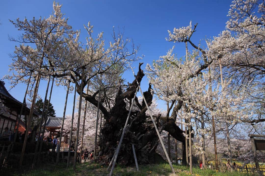 Booking.comのインスタグラム：「不安定な天気が続きますが、春はもうすぐそこに…桜の季節の到来です！ 今年は西日本・東日本ともに3月末に満開が予測されています🌸  山梨県の北杜市武川町にある山高神代桜は、日本三大桜の１つ。推定樹齢は約2000年とも言われるエドヒガンザクラは日本で最古・最大級の巨木として、なんと大正時代に国指定天然記念物第1号に登録されました。 樹高10m、根元・幹周約11mにも及ぶ巨大な桜は見る人を圧巻し、長い月日を通じて人々を魅了してきた荘厳さを放っています。  満開の時期には神代桜まつりも開催されます。ぜひ一度訪れてみてはいかがですか？  #桜 #山梨 #日本三大 #国内旅行」