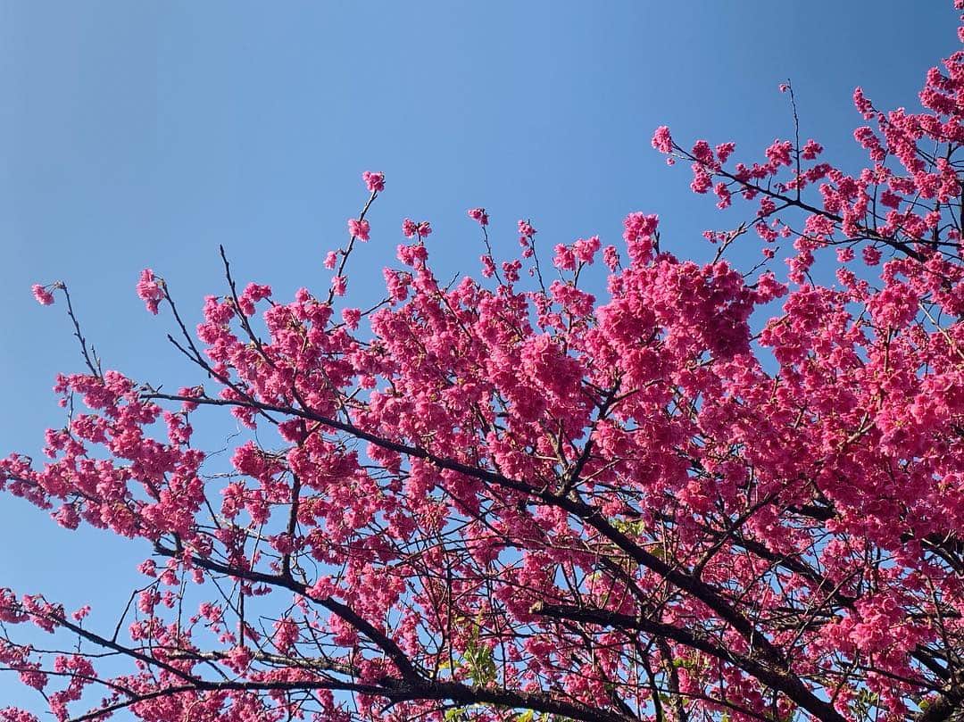 傳谷英里香さんのインスタグラム写真 - (傳谷英里香Instagram)「明日、3月16日21時からは  #世界ふしぎ発見 です👩🏻‍🚒 今回は、台湾・桜物語り🌸  複雑な時代背景があったにも関わらず、広い心で、日本を、桜を、受け入れてくれる台湾の人々の優しさ。  本当に、沢山の方々とお話しすることが出来たのですが、皆さんの桜に対する愛情がとても素敵でした。奇跡の桜のお話しもお楽しみに☺️ もちろん！桜だけでなく、グルメや動物、旧正月の華やかさ✨見所沢山です。是非ご覧ください。」3月15日 22時00分 - erika_denya