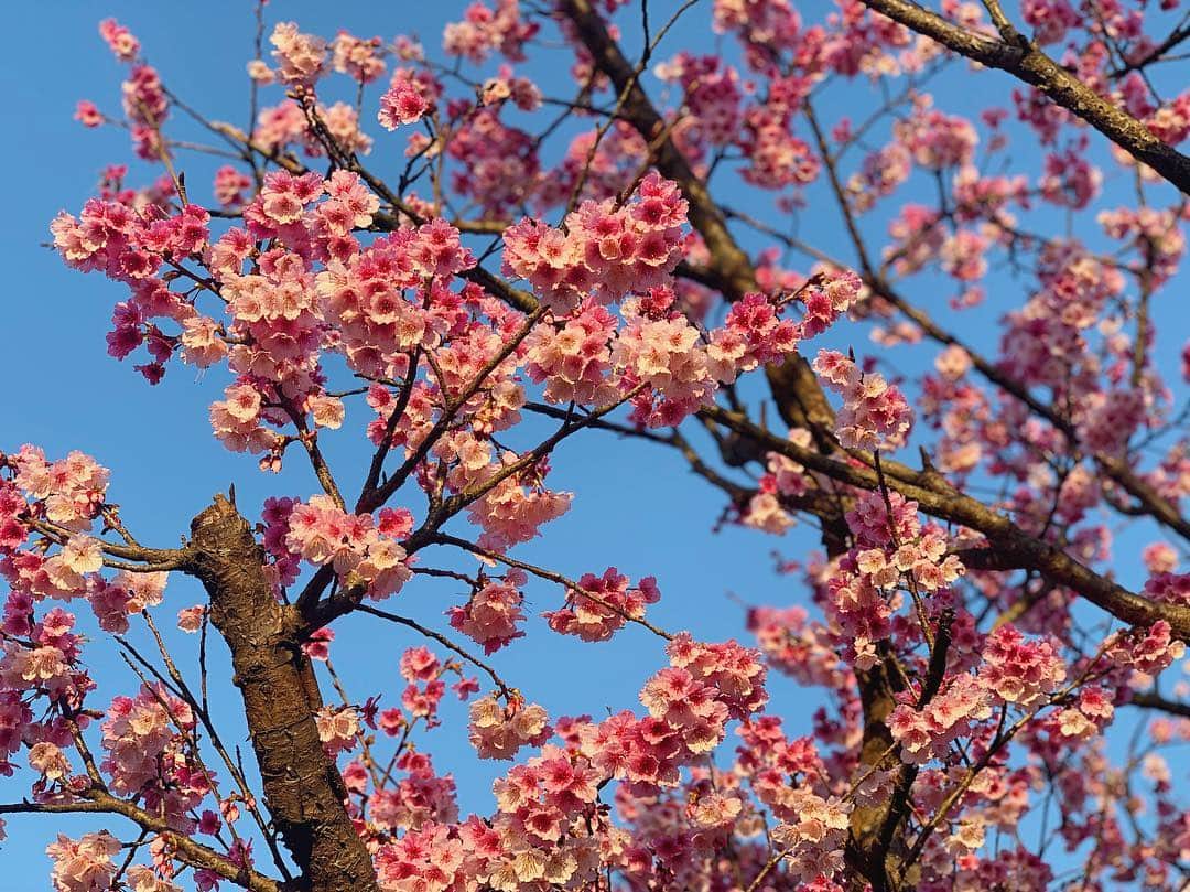 傳谷英里香さんのインスタグラム写真 - (傳谷英里香Instagram)「明日、3月16日21時からは  #世界ふしぎ発見 です👩🏻‍🚒 今回は、台湾・桜物語り🌸  複雑な時代背景があったにも関わらず、広い心で、日本を、桜を、受け入れてくれる台湾の人々の優しさ。  本当に、沢山の方々とお話しすることが出来たのですが、皆さんの桜に対する愛情がとても素敵でした。奇跡の桜のお話しもお楽しみに☺️ もちろん！桜だけでなく、グルメや動物、旧正月の華やかさ✨見所沢山です。是非ご覧ください。」3月15日 22時00分 - erika_denya