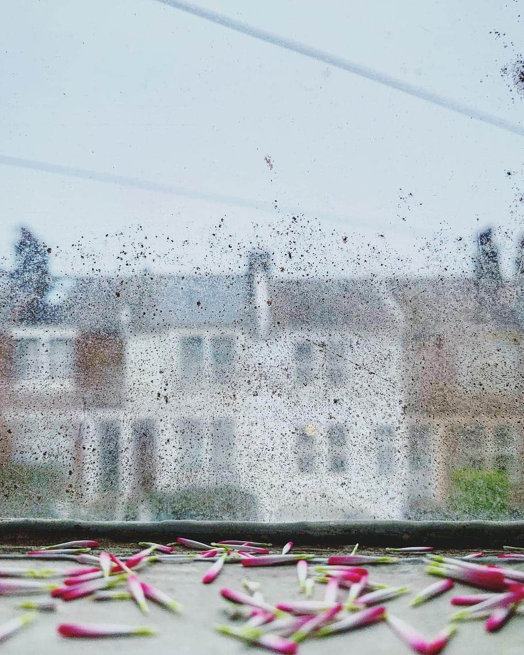 のインスタグラム：「I find a mildewed window often provides the best filter... #wabisabiwindow」