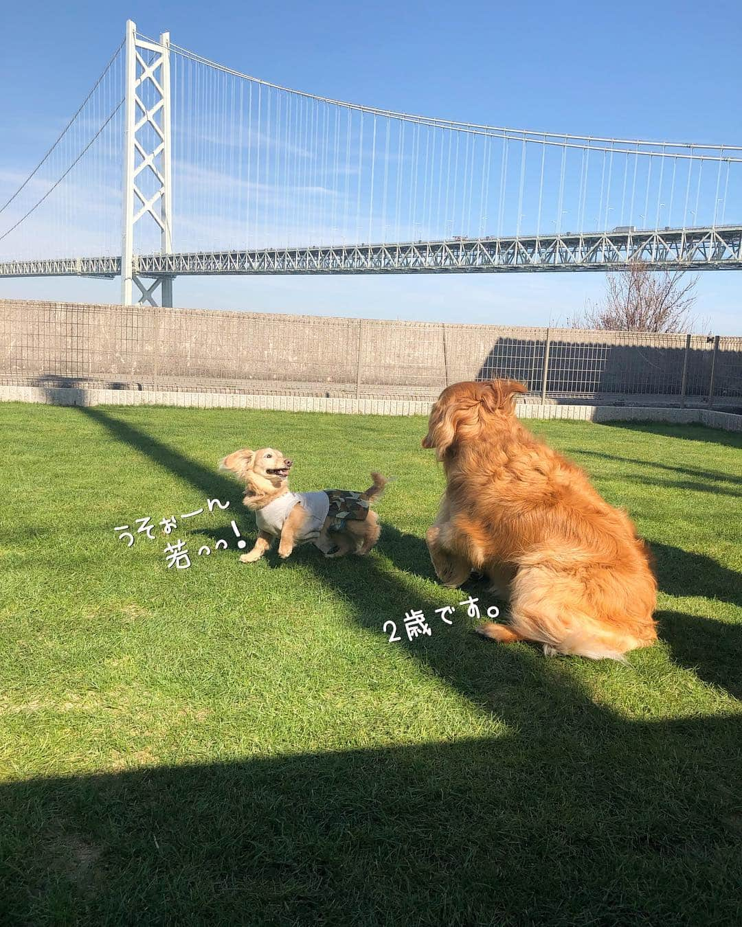 チズさんのインスタグラム写真 - (チズInstagram)「出来きたてホヤホヤ ドックラン🐕💨💨で 色んな犬種🐶の ぉ友達出来きました🤝💕 ゲームでは優勝🥇したんですょ😍 やればできる子なんだよねぇー✨ ＊………………………………………………………＊ ⚠️写真の記載にあるゴールデンのワンちゃん ニーナちゃんでなくルーナちゃんです😱 ルーナちゃんごめんなさーい🙇‍♀️🙏 ＊………………………………………………………＊ #淡路島 #天然芝ドッグラン  #pontecasa #サンキューの日 🎀 #周年イベント#party 🎊 #明石海峡大橋 #絶景 だぁー♡ #バケーションレンタル  #旅は犬連れ 🐕 #Mダックス #MiniatureDachshund #ミニチュアダックス #ミニチュアダックスフンド #ミニチュアダックスクリーム #愛犬#カニンヘンクリーム #カニンヘンダックス #カニンヘンダックスフンド #犬なしでは生きていけません#愛しのわんこ #関西ダックス#ダックス13歳#短足犬 #短足部 #シニア犬#親父犬#犬は家族 #インスタでわんこみるのが日課 ♡♡♡」3月15日 22時34分 - sqi.chizu