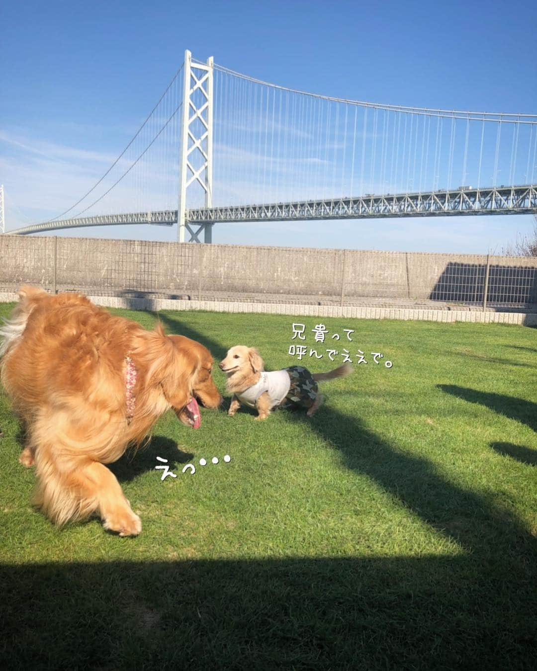 チズさんのインスタグラム写真 - (チズInstagram)「出来きたてホヤホヤ ドックラン🐕💨💨で 色んな犬種🐶の ぉ友達出来きました🤝💕 ゲームでは優勝🥇したんですょ😍 やればできる子なんだよねぇー✨ ＊………………………………………………………＊ ⚠️写真の記載にあるゴールデンのワンちゃん ニーナちゃんでなくルーナちゃんです😱 ルーナちゃんごめんなさーい🙇‍♀️🙏 ＊………………………………………………………＊ #淡路島 #天然芝ドッグラン  #pontecasa #サンキューの日 🎀 #周年イベント#party 🎊 #明石海峡大橋 #絶景 だぁー♡ #バケーションレンタル  #旅は犬連れ 🐕 #Mダックス #MiniatureDachshund #ミニチュアダックス #ミニチュアダックスフンド #ミニチュアダックスクリーム #愛犬#カニンヘンクリーム #カニンヘンダックス #カニンヘンダックスフンド #犬なしでは生きていけません#愛しのわんこ #関西ダックス#ダックス13歳#短足犬 #短足部 #シニア犬#親父犬#犬は家族 #インスタでわんこみるのが日課 ♡♡♡」3月15日 22時34分 - sqi.chizu