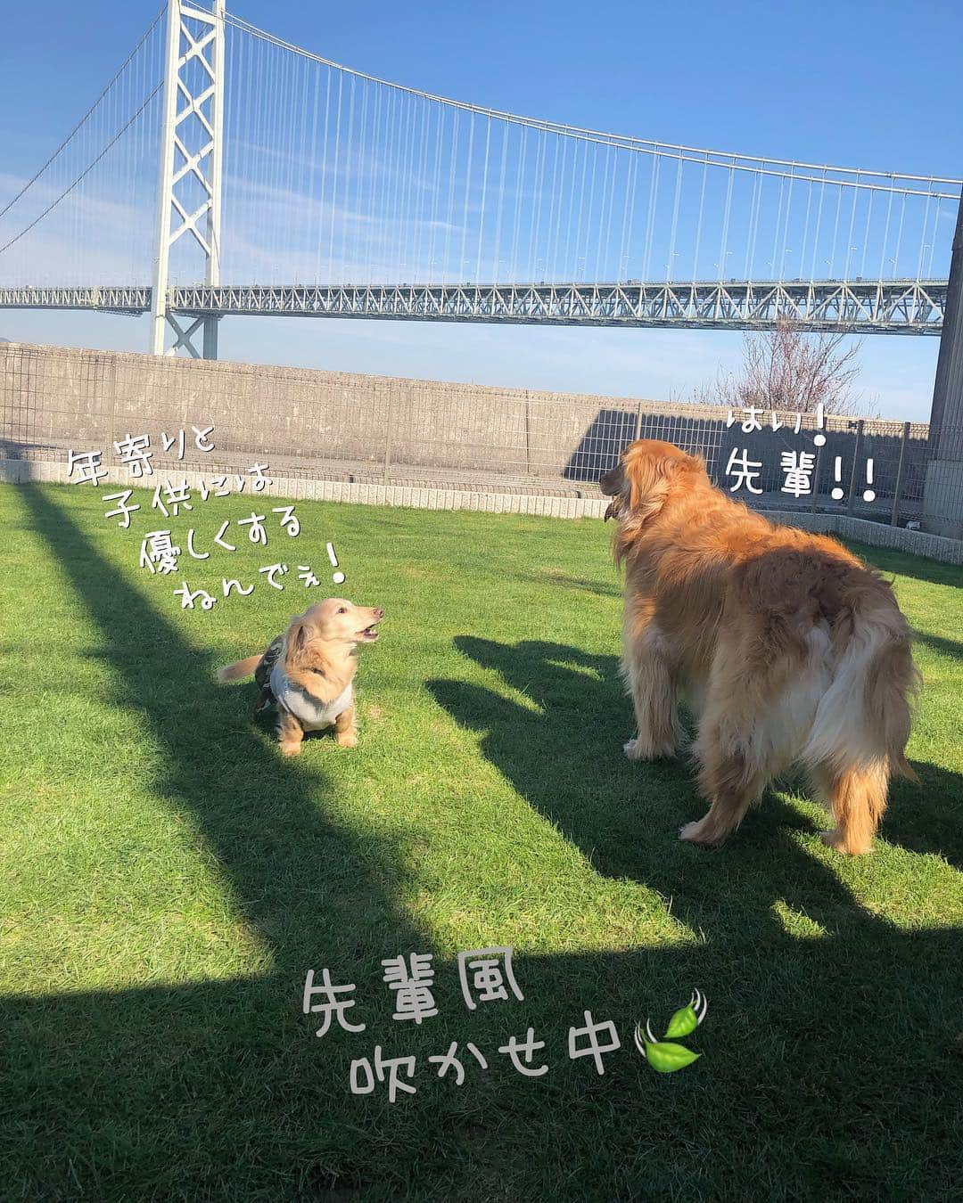 チズさんのインスタグラム写真 - (チズInstagram)「出来きたてホヤホヤ ドックラン🐕💨💨で 色んな犬種🐶の ぉ友達出来きました🤝💕 ゲームでは優勝🥇したんですょ😍 やればできる子なんだよねぇー✨ ＊………………………………………………………＊ ⚠️写真の記載にあるゴールデンのワンちゃん ニーナちゃんでなくルーナちゃんです😱 ルーナちゃんごめんなさーい🙇‍♀️🙏 ＊………………………………………………………＊ #淡路島 #天然芝ドッグラン  #pontecasa #サンキューの日 🎀 #周年イベント#party 🎊 #明石海峡大橋 #絶景 だぁー♡ #バケーションレンタル  #旅は犬連れ 🐕 #Mダックス #MiniatureDachshund #ミニチュアダックス #ミニチュアダックスフンド #ミニチュアダックスクリーム #愛犬#カニンヘンクリーム #カニンヘンダックス #カニンヘンダックスフンド #犬なしでは生きていけません#愛しのわんこ #関西ダックス#ダックス13歳#短足犬 #短足部 #シニア犬#親父犬#犬は家族 #インスタでわんこみるのが日課 ♡♡♡」3月15日 22時34分 - sqi.chizu