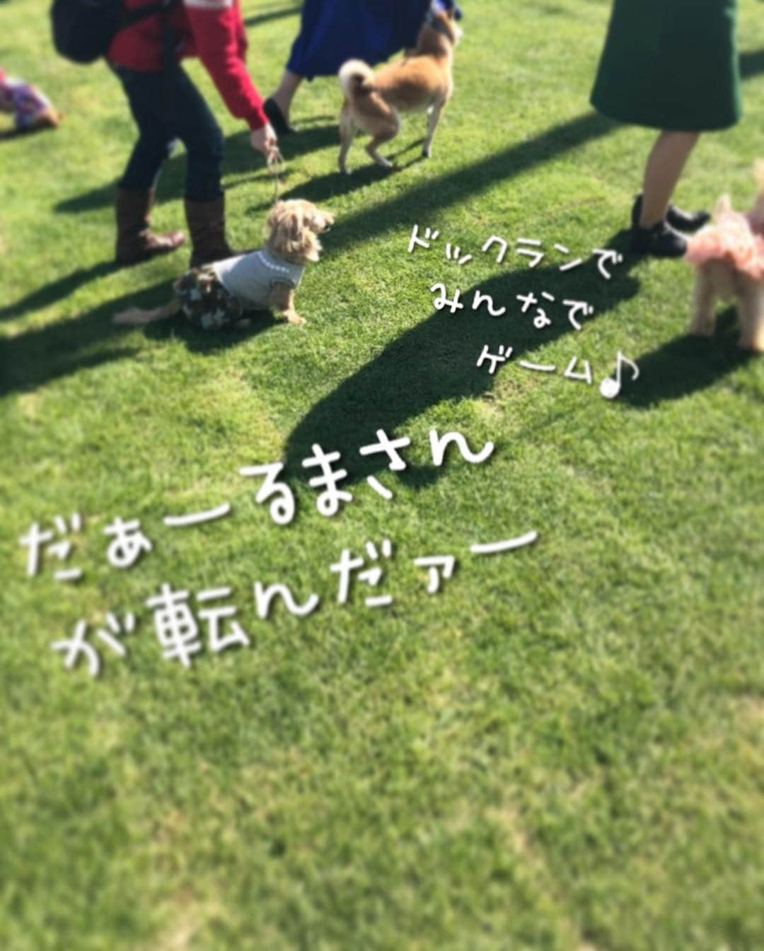 チズさんのインスタグラム写真 - (チズInstagram)「出来きたてホヤホヤ ドックラン🐕💨💨で 色んな犬種🐶の ぉ友達出来きました🤝💕 ゲームでは優勝🥇したんですょ😍 やればできる子なんだよねぇー✨ ＊………………………………………………………＊ ⚠️写真の記載にあるゴールデンのワンちゃん ニーナちゃんでなくルーナちゃんです😱 ルーナちゃんごめんなさーい🙇‍♀️🙏 ＊………………………………………………………＊ #淡路島 #天然芝ドッグラン  #pontecasa #サンキューの日 🎀 #周年イベント#party 🎊 #明石海峡大橋 #絶景 だぁー♡ #バケーションレンタル  #旅は犬連れ 🐕 #Mダックス #MiniatureDachshund #ミニチュアダックス #ミニチュアダックスフンド #ミニチュアダックスクリーム #愛犬#カニンヘンクリーム #カニンヘンダックス #カニンヘンダックスフンド #犬なしでは生きていけません#愛しのわんこ #関西ダックス#ダックス13歳#短足犬 #短足部 #シニア犬#親父犬#犬は家族 #インスタでわんこみるのが日課 ♡♡♡」3月15日 22時34分 - sqi.chizu