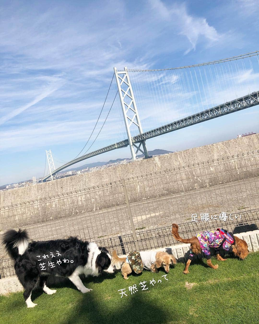 チズさんのインスタグラム写真 - (チズInstagram)「出来きたてホヤホヤ ドックラン🐕💨💨で 色んな犬種🐶の ぉ友達出来きました🤝💕 ゲームでは優勝🥇したんですょ😍 やればできる子なんだよねぇー✨ ＊………………………………………………………＊ ⚠️写真の記載にあるゴールデンのワンちゃん ニーナちゃんでなくルーナちゃんです😱 ルーナちゃんごめんなさーい🙇‍♀️🙏 ＊………………………………………………………＊ #淡路島 #天然芝ドッグラン  #pontecasa #サンキューの日 🎀 #周年イベント#party 🎊 #明石海峡大橋 #絶景 だぁー♡ #バケーションレンタル  #旅は犬連れ 🐕 #Mダックス #MiniatureDachshund #ミニチュアダックス #ミニチュアダックスフンド #ミニチュアダックスクリーム #愛犬#カニンヘンクリーム #カニンヘンダックス #カニンヘンダックスフンド #犬なしでは生きていけません#愛しのわんこ #関西ダックス#ダックス13歳#短足犬 #短足部 #シニア犬#親父犬#犬は家族 #インスタでわんこみるのが日課 ♡♡♡」3月15日 22時34分 - sqi.chizu