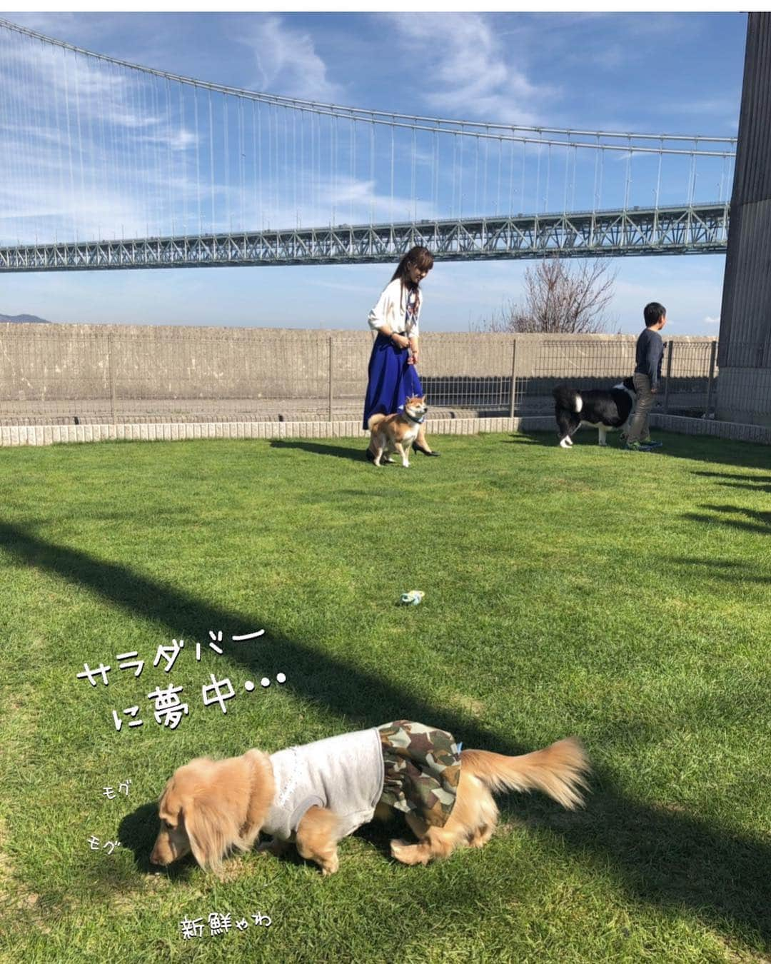 チズさんのインスタグラム写真 - (チズInstagram)「出来きたてホヤホヤ ドックラン🐕💨💨で 色んな犬種🐶の ぉ友達出来きました🤝💕 ゲームでは優勝🥇したんですょ😍 やればできる子なんだよねぇー✨ ＊………………………………………………………＊ ⚠️写真の記載にあるゴールデンのワンちゃん ニーナちゃんでなくルーナちゃんです😱 ルーナちゃんごめんなさーい🙇‍♀️🙏 ＊………………………………………………………＊ #淡路島 #天然芝ドッグラン  #pontecasa #サンキューの日 🎀 #周年イベント#party 🎊 #明石海峡大橋 #絶景 だぁー♡ #バケーションレンタル  #旅は犬連れ 🐕 #Mダックス #MiniatureDachshund #ミニチュアダックス #ミニチュアダックスフンド #ミニチュアダックスクリーム #愛犬#カニンヘンクリーム #カニンヘンダックス #カニンヘンダックスフンド #犬なしでは生きていけません#愛しのわんこ #関西ダックス#ダックス13歳#短足犬 #短足部 #シニア犬#親父犬#犬は家族 #インスタでわんこみるのが日課 ♡♡♡」3月15日 22時34分 - sqi.chizu