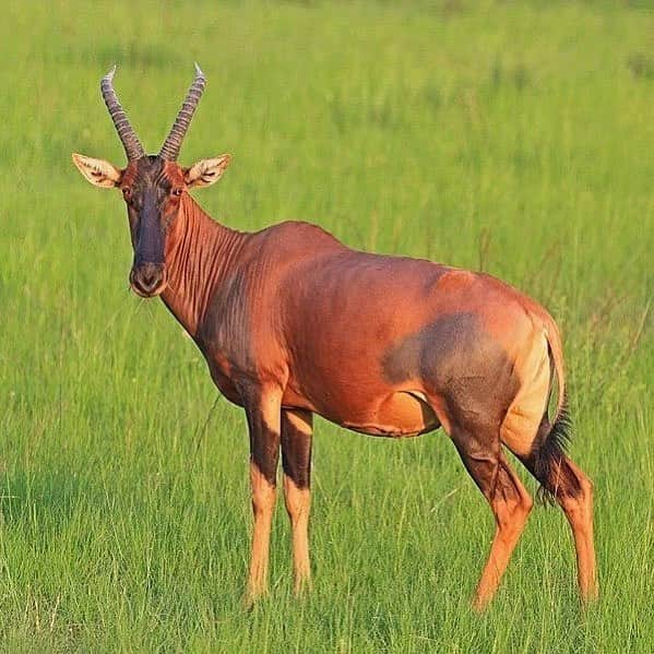 アメリカ自然史博物館さんのインスタグラム写真 - (アメリカ自然史博物館Instagram)「Meet the topi (Damaliscus lunatus)! It lives in grasslands throughout Africa, including the northern savanna and southern Africa. Its favorite food? Grass! This antelope can be picky about it, too: when there are rains, the topi will seek out greenery that’s not too short and not too mature. It may not even have to drink water if the grass is damp, because it’ll get the hydration it needs from the vegetation. Photo: Charles J Sharp」3月15日 13時35分 - amnh