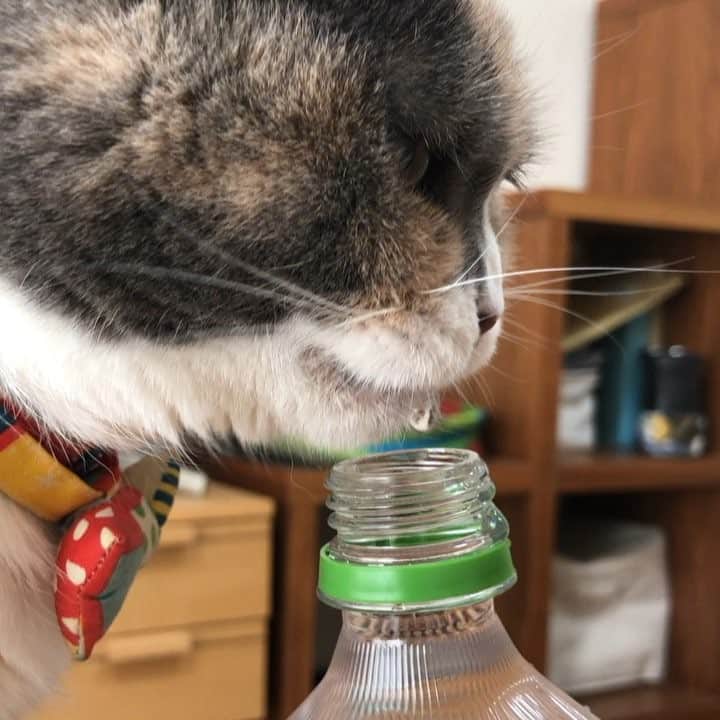 masuneco7のインスタグラム：「飼い主♂に「マーたんにお水あげてー。」て頼んだら まさかの直飲みだった。そこ押すんだ…。（冷蔵庫に常備しているマーたん専用の水道水）」