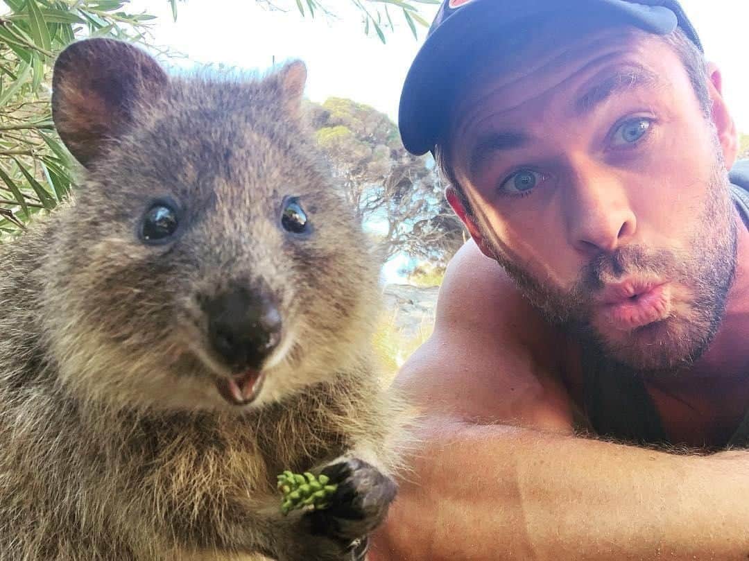 Australiaさんのインスタグラム写真 - (AustraliaInstagram)「The selfie game is strong with these two! 😍 @chrishemsworth got his first #quokka selfie on @westernaustralia's @rottnestislandwa this week, and we're not sure if we've seen a more photogenic duo!  Chris was stoked to see that these "epic little creatures are all over the island just cruisin' through the day doin' their thing"; he enjoyed their company so much that he’s proclaimed that “I now go by the name Quokkachris.” Catch a ferry off the coast of @destinationperth to visit these island natives, they'll happily take a selfie with you too!  #seeaustralia #justanotherdayinwa #rottnestisland #wildlifephotography #dailyfluff #travel #chrishemsworth」3月15日 13時46分 - australia