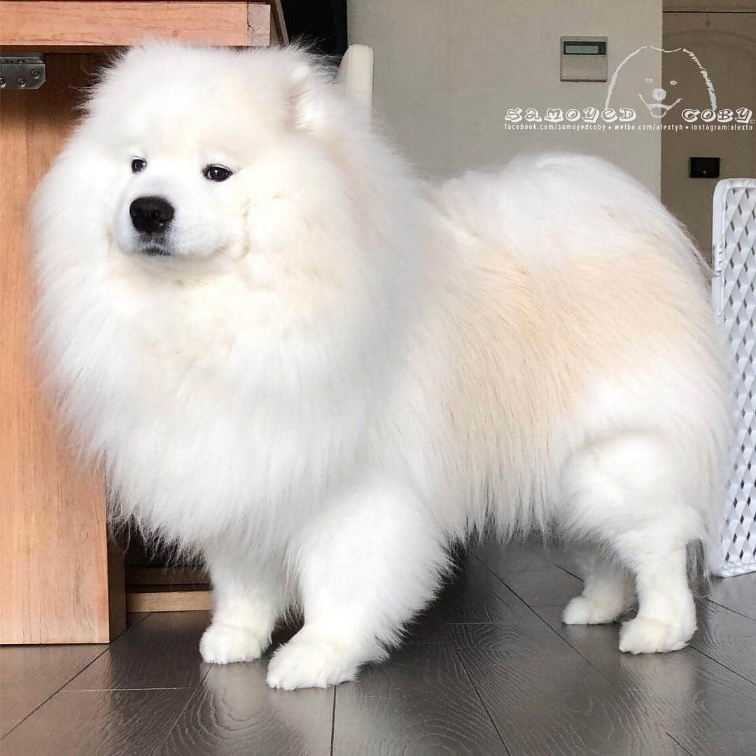 Alex Toさんのインスタグラム写真 - (Alex ToInstagram)「White lion 🦁 #cute #dog #doglover #dogsofinstagram #dogoftheday #dogofthedayjp #dogstagram #fluffy #hkig #hongkong #ilovemydog #instadog #instagood #instamood #instagraphy #instapic #samoyedoninstagram #pet #petlovers #petsofinstagram #petstagram #photooftheday #puppy #pupsofinstagram #samoyed #samoyedsofinstagram #webstagram #犬 #サモエド」3月15日 14時13分 - alexto