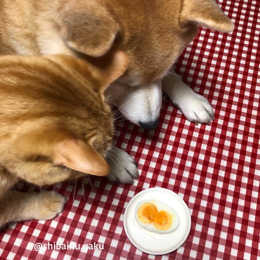 のインスタグラム：「岳の大好物のゆで卵➰🥚 *  毎日、夜に半分を食べている🐕😋👍 *  いつもの卵を茹でて、いつものように半分に切ってみると、いつもとは違う様子😵 *  なんと久しぶりの双子ちゃん🥚 *  以前、双子の卵を売っているスーパーがあったなぁ〜🤭 今もあるのかしら？🤔 *  最初から双子だと分かっていたらそんなに感動しないと思うけどなんか嬉しい😆 得した気分😍 *  ゆで卵だから切らないと分からなかったけど、目玉焼き🍳にしたらこの感動も倍かしら〰️🤣 🐾----*----*----*----🐾 Gaku's favorite boiled egg🐕🥚😋 He ate half a day at night, but when cut it was surprised with twin eggs😵♊️ But I was very happy😌💝 🐾----*----*----*----🐾 #柴犬 #岳 #柴犬岳 #柴犬ガク#gaku #shibainugaku #shiba #shibainu #shibastagram #いぬすたぐらむ #猫 #ねこ #ニャンコ #寅次朗 #茶トラ #まるどら #今日の寅次朗 #gingercat #にゃんすたぐらむ #ねこすたぐらむ  #岳と寅次朗  #pecoいぬ部 #pecoねこ部 #pecotv #ふわもこ部 #ワンフルエンサー #ニャンフルエンサー  #双子の卵 #20190315」