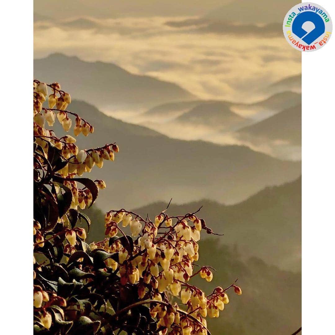 和歌山県さんのインスタグラム写真 - (和歌山県Instagram)「* Insta_Wakayamaでは、皆さんがハッシュタグをつけて投稿してくださった写真から、素敵な写真をご紹介させていただきます！ 本日のピックアップは、 @yoshiyan510 さんのお写真です☆ハッシュタグご利用ありがとうございますm(_ _)m .  こちらは和歌山県田辺市本宮町の雲海のお写真です😊 熊野の峰々にたなびく雲海と馬酔木のコラボ、春らしくってとっても美しいですね😆 雲海は、春または秋の早朝、寒暖差があり、湿度が高く、無風状態の快晴の日に多く発生するそうです！ このような素晴らしい光景を一度は眺めてみたいものです(^｡^) . . @insta_wakayama では、ただいま #グッドトリップ和歌山 投稿キャンペーンを開催中！和歌山県の素敵なお写真を投稿していただいた方々の中から、毎月5名様に1万円をプレゼント🎁します！🎉詳しくは @insta_wakayama のプロフィールにあるURLをチェックしてください。 . 和歌山に関する投稿には「#insta_wakayama」のハッシュタグをつけてください★ 和歌山の魅力を皆さんで発信していきましょう！ ハッシュタグをつけると同時に、写真の場所の記載・位置情報の登録もお願いします🎵 .  #雲海 #馬酔木 #アセビ #ハモリ #夜明け #田辺市 #和歌山 #和歌山県  #tanabe #wakayama  #観光 #観光和歌山 #風景 #風景和歌山 #なんて素敵な和歌山なんでしょう  #insta_wakayama #wakayamagram #instameet_wakayama  #nagomi_wakayama #visitwakayama #retrip_news #japan *」3月15日 15時06分 - insta_wakayama