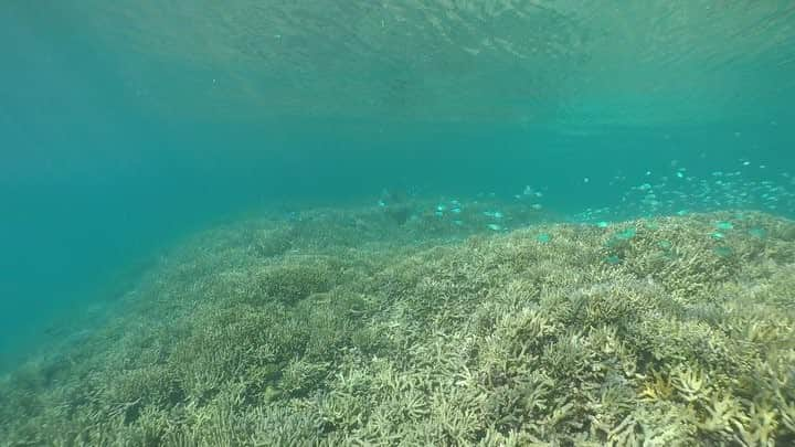 alize 「アリゼ」のインスタグラム：「#癒しのサンゴ @alizedive  #alizedive  #newcaledonia  #noumea  #diving  #diver  #divermag  # Nouvelle-Calédonie  #GoPro  #underwaterphoto  #ニューカレドニア  #ダイビング  #水中写真  #ダイビング好きな人と繋がりたい  #水中動画 #サンゴ #coral #garden #film #natural #underwater video」