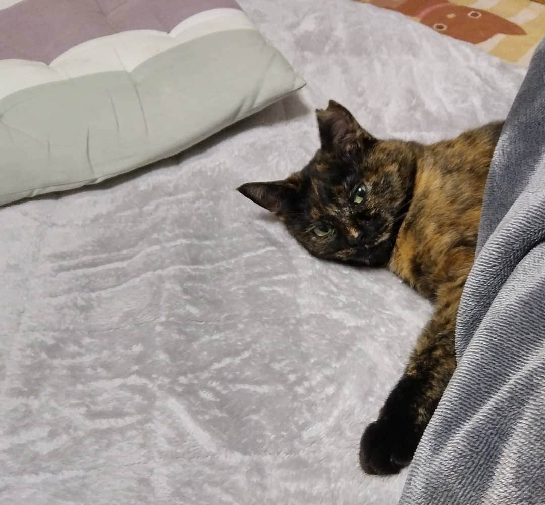 のインスタグラム：「誘ってる？(笑) #さび猫 #保護猫 #メス猫」