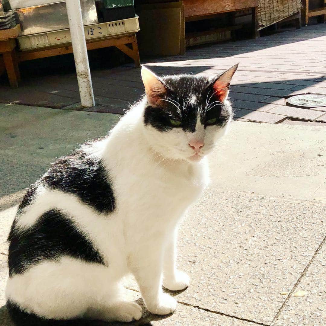 越野翔子さんのインスタグラム写真 - (越野翔子Instagram)「猫さん。 写真撮っていい？ って聞いたらいいょ。 ってゆーたと思う。 ・ #猫さん #にゃんこ #ぬこ」3月15日 15時42分 - syoko.koshino