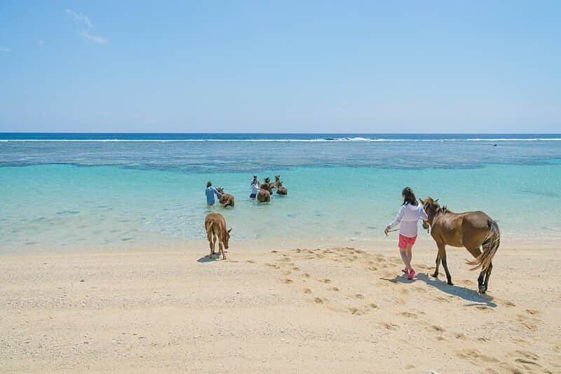 Be.okinawaさんのインスタグラム写真 - (Be.okinawaInstagram)「On Yonaguni Island you can enjoy horseback riding with the beautiful ocean in the corner of your eye. #yonaguniisland #yonagunihorse #beach #beachlife #beachlover #beachside #beokinawa #visitokinawa」3月15日 15時53分 - visitokinawajapan