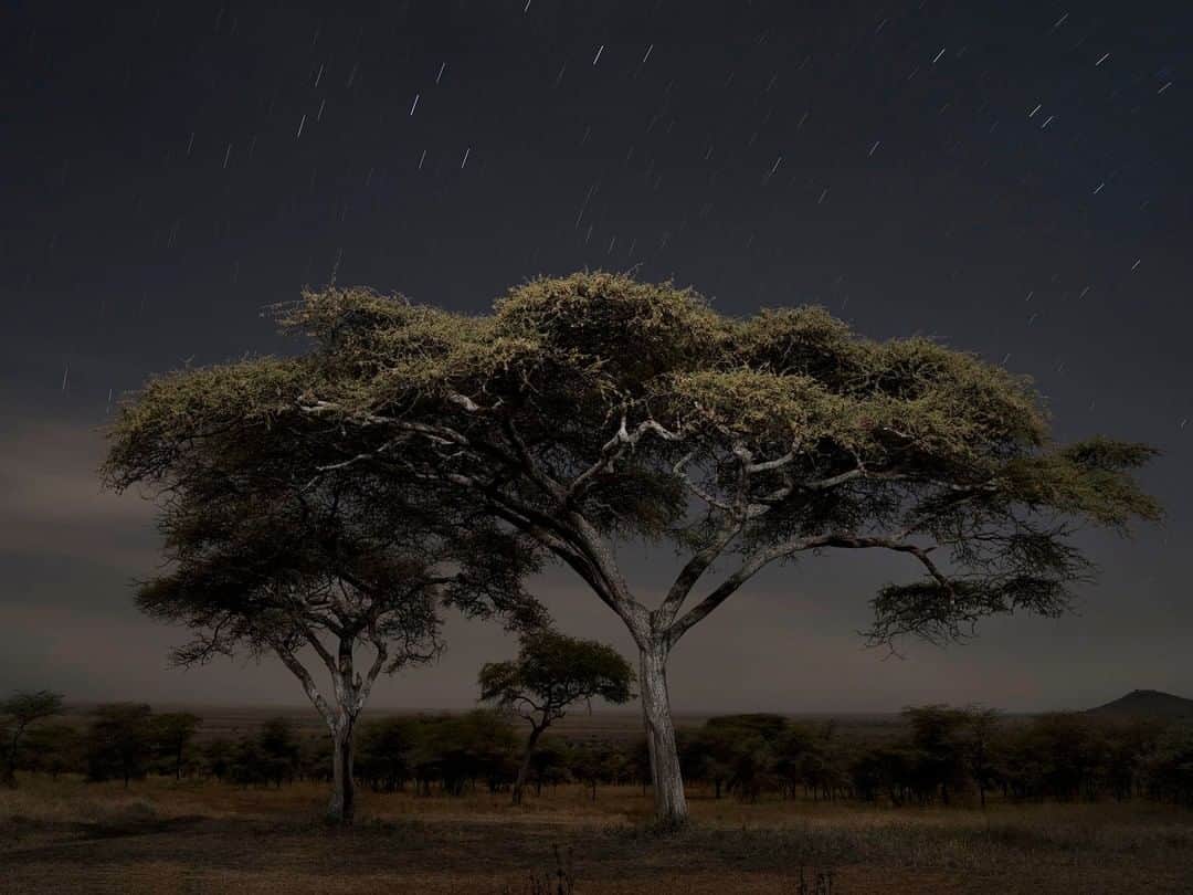 National Geographic Travelさんのインスタグラム写真 - (National Geographic TravelInstagram)「Photo by @gabrielegalimbertiphoto | Night scene from Serengeti Nation Park, Tanzania. The Serengeti National Park is a protected area that covers thousands of square kilometers and it is the habitat of several species of acacia trees. #serengeti #tanzania #africa #tree #moonlight #night #nationalpark #noom #stars #acacia #acaciatree」3月15日 16時04分 - natgeotravel