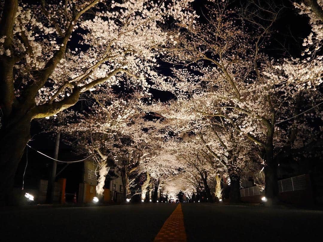Rediscover Fukushimaさんのインスタグラム写真 - (Rediscover FukushimaInstagram)「Yonomori Sakura Tunnel by night. 🌸 check out my other posts this week to learn more about Yonomori Sakura Tunnel and Tomioka Town in Fukushima Prefecture.」3月15日 16時26分 - rediscoverfukushima