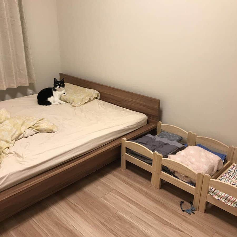 Aww Clubさんのインスタグラム写真 - (Aww ClubInstagram)「My servant you can sleep next to me now 📷 HOMEALONe_ksk | TW  #meowed #tabby @ikeajapan #catlife #catitute #mybed #catbed」3月15日 16時51分 - meowed