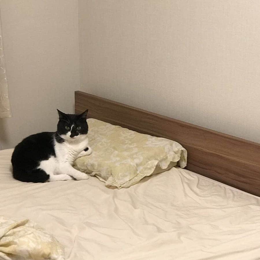 Aww Clubさんのインスタグラム写真 - (Aww ClubInstagram)「My servant you can sleep next to me now 📷 HOMEALONe_ksk | TW  #meowed #tabby @ikeajapan #catlife #catitute #mybed #catbed」3月15日 16時51分 - meowed