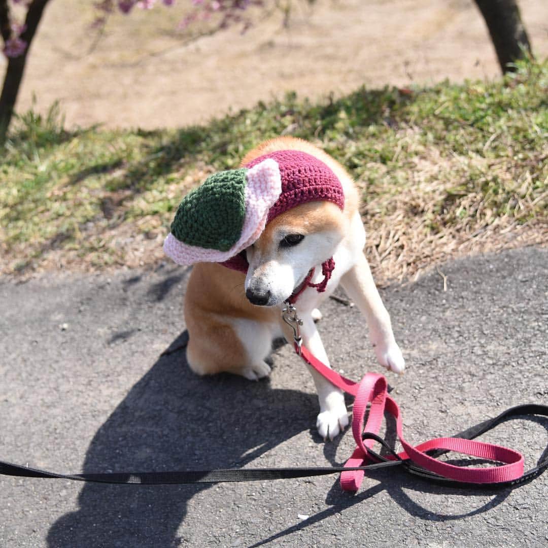 がんちゃんさんのインスタグラム写真 - (がんちゃんInstagram)「河津桜の下で桜餅〜🤣 てんタッキー地方の桜餅はクレープのような桜色の皮にあんこが挟まれています。  最近コタオバサンヌが食べ物にハマっています🤣  #オートクチュールコタオバサンヌ #コスプレ柴犬 #コスプレ柴 #コスプレ犬」3月15日 16時43分 - kota2ann