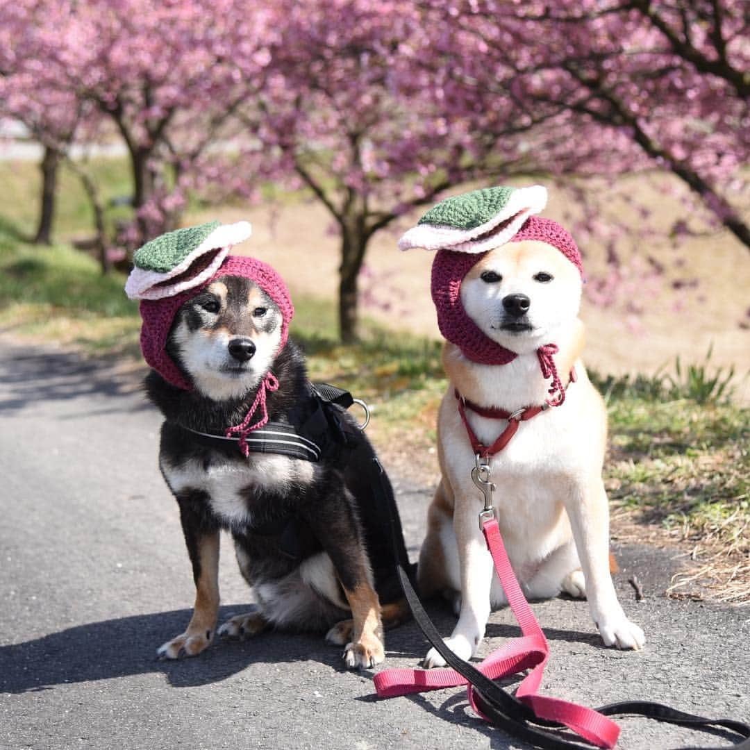 がんちゃんさんのインスタグラム写真 - (がんちゃんInstagram)「河津桜の下で桜餅〜🤣 てんタッキー地方の桜餅はクレープのような桜色の皮にあんこが挟まれています。  最近コタオバサンヌが食べ物にハマっています🤣  #オートクチュールコタオバサンヌ #コスプレ柴犬 #コスプレ柴 #コスプレ犬」3月15日 16時43分 - kota2ann