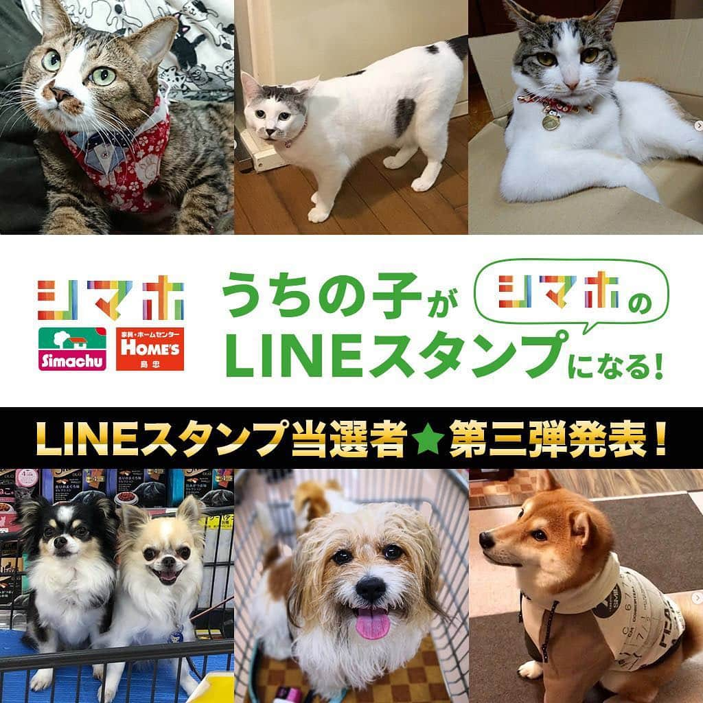 PECO いぬ部さんのインスタグラム写真 - (PECO いぬ部Instagram)「シマホの「うちの子がLINEスタンプになる！キャンペーン」 LINEスタンプ当選者　第三弾発表🎊 . 2019年1月28日～3月24日まで開催中の当キャンペーン❣️ . 「🏅1等賞（24名）　24匹のうちの子で作ったシマホオリジナルスタンプ」の第三弾当選者を発表させていただきます☺️ . 【ワンちゃん部門🐶】 @domi.choco.ann @jackrussell_karubi @sadaharu.shiba . 【ネコちゃん部門😸】 @mynko4771 @udon.kuma @imanbiyuu . おめでとうございます‼️ ※LINEスタンプの詳細についてはキャンペーン終了後、 ラブリー&ホームズ公式Instagram(@lovely._.homes )よりご案内させていただきます。 . 次回の当選発表は3月29日（金）を予定しております、お楽しみに✨ . . キャンペーンについての詳細記事はPECOで「シマホ」で検索🔍、もしくは下記のURLにアクセス❗️ https://peco-japan.com/76545  #シマホスタンプ作りに参加したい #ペット#わんこ #犬 #いぬすたぐらむ #わんこ部#いぬら部 #pecoいぬ部」3月15日 17時00分 - pecodogs