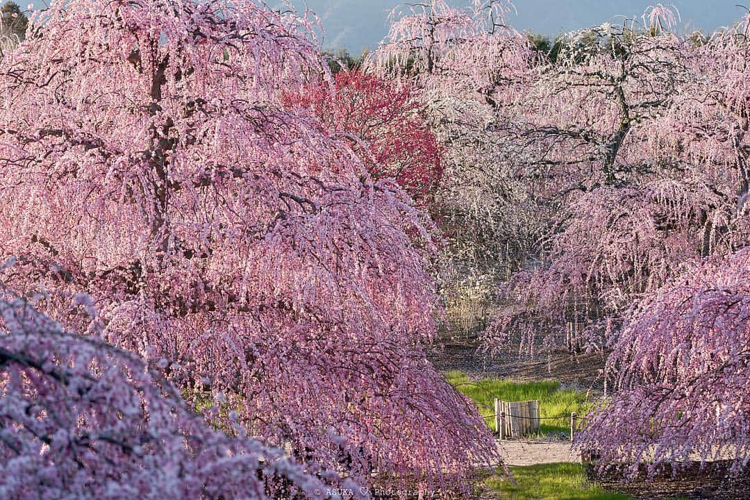 のインスタグラム：「*﻿ *﻿ shine✨✨﻿ *﻿ *﻿ 桜はいつ頃満開になるのかしら〜(*^^*)﻿ ﻿ ① α9 × FE 100-400mm F4.5-5.6 GM OSS﻿﻿ ② α7RII × FE 12-24mm F4 G﻿ ③ α7RII × FE 12-24mm F4 G﻿ ﻿ 2019.03.08﻿ *﻿ *﻿ #鈴鹿の森庭園 ﻿ #鈴鹿 ﻿ #flower ﻿ #はなまっぷ ﻿ #梅 ﻿ #ザ花部 ﻿ #japanese_apricot ﻿ #枝垂れ梅 ﻿ #しだれ梅 ﻿ #α9﻿ #sonya7R2﻿ #α7RII﻿ #sonyalpha﻿ #SonyImages﻿﻿﻿ #yourshotphotographer﻿﻿﻿ #sony﻿﻿」